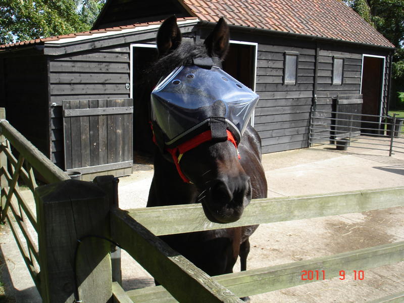 All around horse facial protection